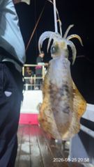 무늬오징어팁런 ((드디어 터졌다~!!)) “”내만권 팁런~!!“”이벤트 진행 중  오늘 시범 출조~!! 쫙 달립니다~!!