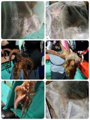 포항문어어제조황 오늘일요일 저녁모집중입니다 사진