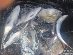 [부산] (대림) !!감성돔~마릿수 ~조과 입니다.... 사진