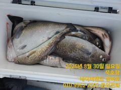 묵호항 대구조황입니다  사진