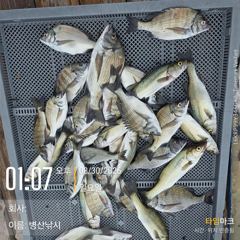 병산  감성돔 농어 마리수 선상배 흘림조황~~