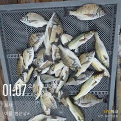 [고성] 병산  감성돔 마리수 선상배 흘림조황~~