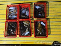 30일 팁런 개인최대 20마리 사진