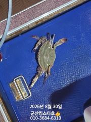 군산킹스타호(8/30)10분조사님 마무리 조황(9월부터는 쭈꾸미출조 입니다~ 사진