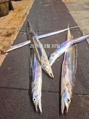 제주갈치는 제주답게~ 제주 구룡호(9DRAGON) 8월 30일 일요일  <<< 갈치 출조 >>> 사진