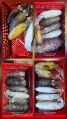 순위 변동 중   한 마리가 승부를 바꾼다