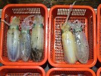 (南)남해조황 - 30일 무늬오징어] 빠른 물때에도 마릿수 씨알까지 좋고 (오늘 화 수 목 예약가능)