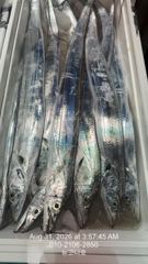 [마산] 왕갈치 오랜만에 좋은소식으로 입항~