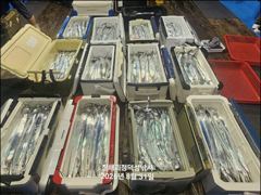 [진해] [31일입항] "준내만갈치" 3지4지 대치들로 쿨러 묵직하게 담… 사진