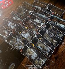 문어(추천) 25수 17수 15수 13수 11수外 크고~많은곳~강민호(오늘 예약)