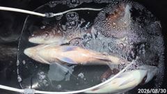 [고성] 大物참돔터(흘림) 대형급들 마구 터져나가요~고성베이호(1일 예약… 사진