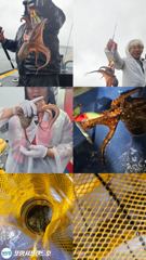 [포항] 포항돌문어