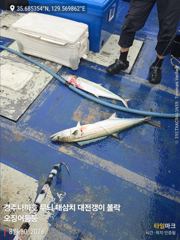 30일 대삼치 조황 굿 ~~~