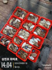 월요일 갑오징어 조황입니다 좋습니다 
