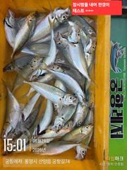 [곤리 풍화] 궁항레저 8월 29-30일 조황입니다