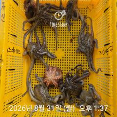 암초 포인트 문어 낚시