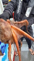 [사천] 삼천포 팔포피싱호 문어  쭈꾸미 갑돌이 예약받습니다