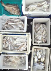 오늘의조황 - [무창포 플러스호] 8월 30일 백조기 낚시 전원 100마리이상 느나느나, 찍쌍찍상~ 내일 백조기 마지막 출조/ 예약가능 010-3304-7556 - 무창포 선상바다낚시전문배 플러스호