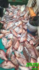 [찌낚시] 31일 마지막날 해피엔딩.