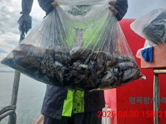 갑오징어조황(8월/30일) 대사리물때 대박조황