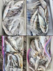 26년 8월15일 대천항 럭키세븐호 "백조기-가족낚시" 주말 11분 모시고 출조 다녀왔습니다.