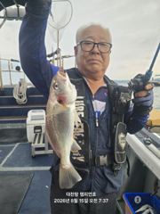 26년 8월15일 대천항 챔피언호 "백조기-가족낚시" 주말 17분 모시고 출조 다녀왔습니다 (feat. 어닝설치완료