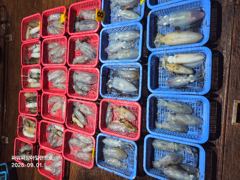[통영] 팁런 )7분출조 97수 장원21수최대750g 사진