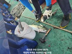31일/월-허박지 대삼치들-오늘 오후/수,목(모집)