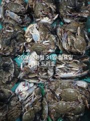 실시간 조황 - 8/30일,야간꽃게 연일 빅히트~ "오늘도 야간출조"~날마다 좋아요~살이통통~ 무쟈게 나오네요~~~군산 나드리호