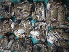 준내만 갈치 대치들 다시 시작되고~~(오늘 예약  가능,수욜부터 내만 갈치 예약  가능)