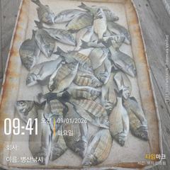병산 감성돔 마리수  선상배 흘림조황입니다