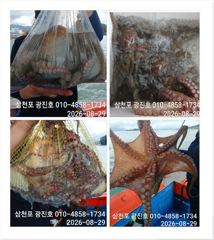 [사천] 쭈꾸미출조{평일,5만}2,3,4,5,6,자리텅텅예약받습니다