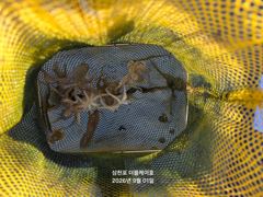 삼천포 주꾸미,갑오징어 조황!   사진