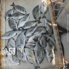 병산 감성돔 35외마릿수 선외기 흘림조황~~
