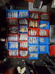8월31일 울진동우호 무늬오징어 조황입니다.