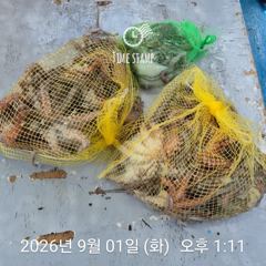 [사천] 암초 포인트 문어 낚시