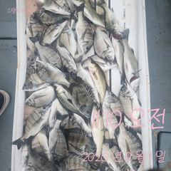 [고성] 1일 슨장 혼자 요만큼 잡았어요