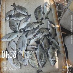 [고성] 병산  감성돔 35외 엄청마리수 선외기 흘림조황~~