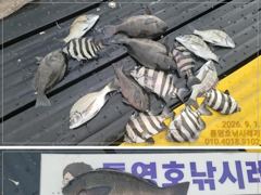 (南)남해조황 - 선외기 흘림에 감성돔,돌돔,벵에돔까지....