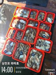 내일 갑오징어 모십니다 
