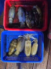 무늬오징어 팁런 마리수로 올라옵니다..