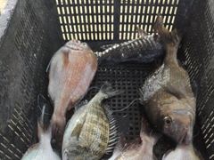 [통영] (풍화리)새풍화레저 백조기 마리수 조항 사진
