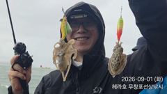 조황정보 - 9/1 쭈꾸미 조황 - 무창포선상낚시 사진