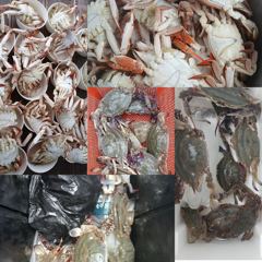 오늘의조황 - 8월 22일 꽃게 조황 - 영흥도루어피싱호,배낚시