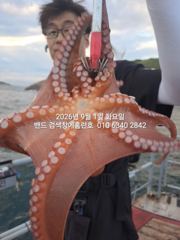 9월1일 군산 홈런호 야간 문어 출조 하였습니다.제법 사이즈가 …