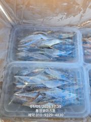 캴치 3.5지 4지 5지 나온다 나와~