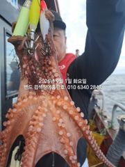 1일 홈런호 야간문어 실시간 대박조황 보장 싸이즈 겁나커졌네요 내일 정상출항 날씨 좋네요