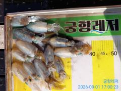 (南)남해조황 - [곤리 풍화 궁항] 궁항레저 조황입니다