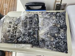 삼길포 승주호 9/1 쭈꾸미 조황 사진