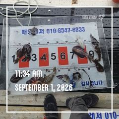 해양레저 무늬오징어 조황 